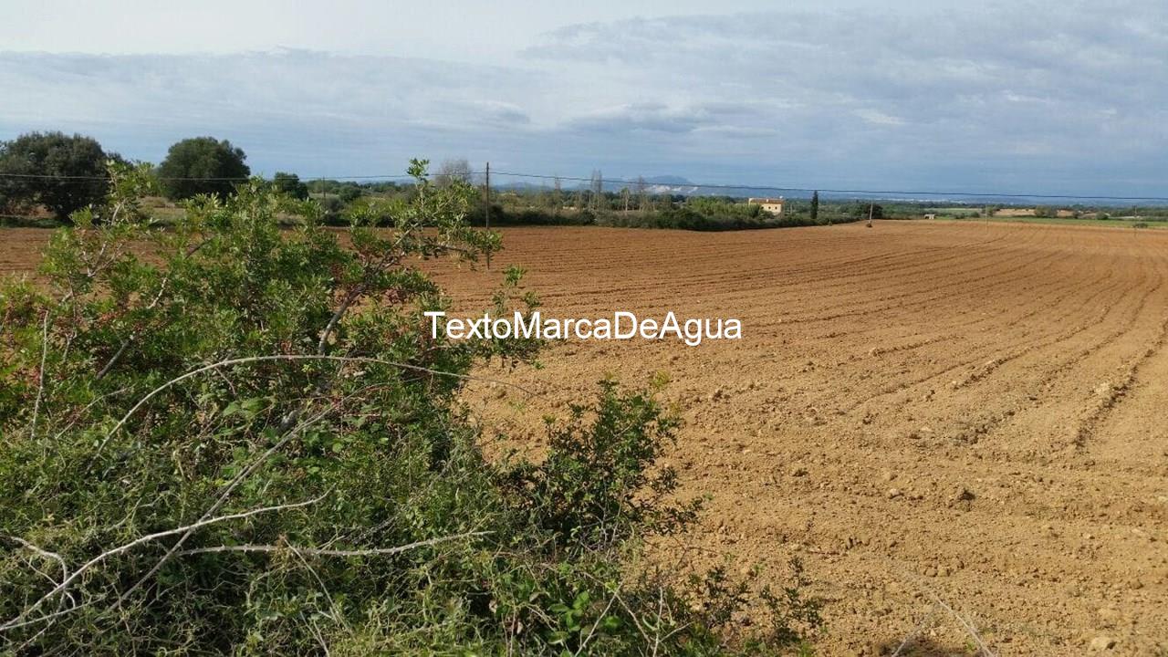 Foto 1 Terreno en alquiler para labradío